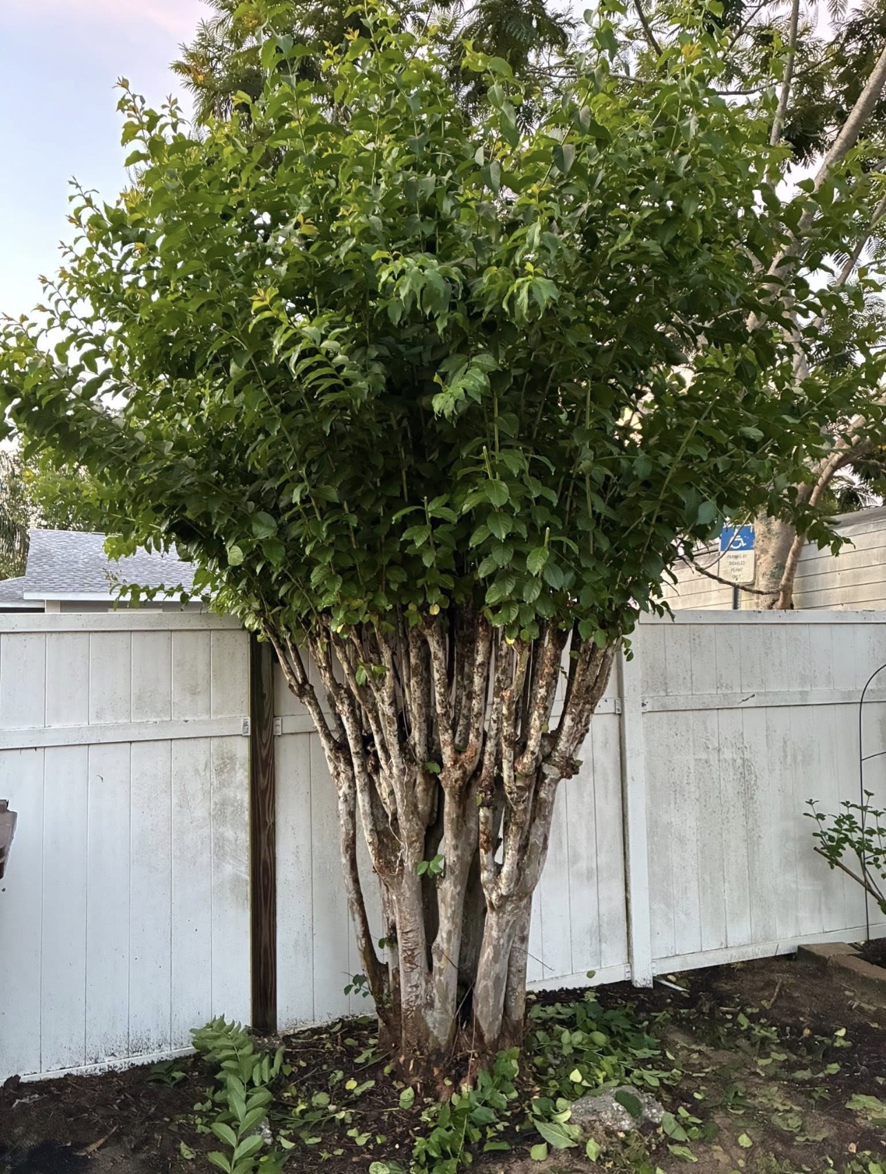 Bush & Hedge Trimming