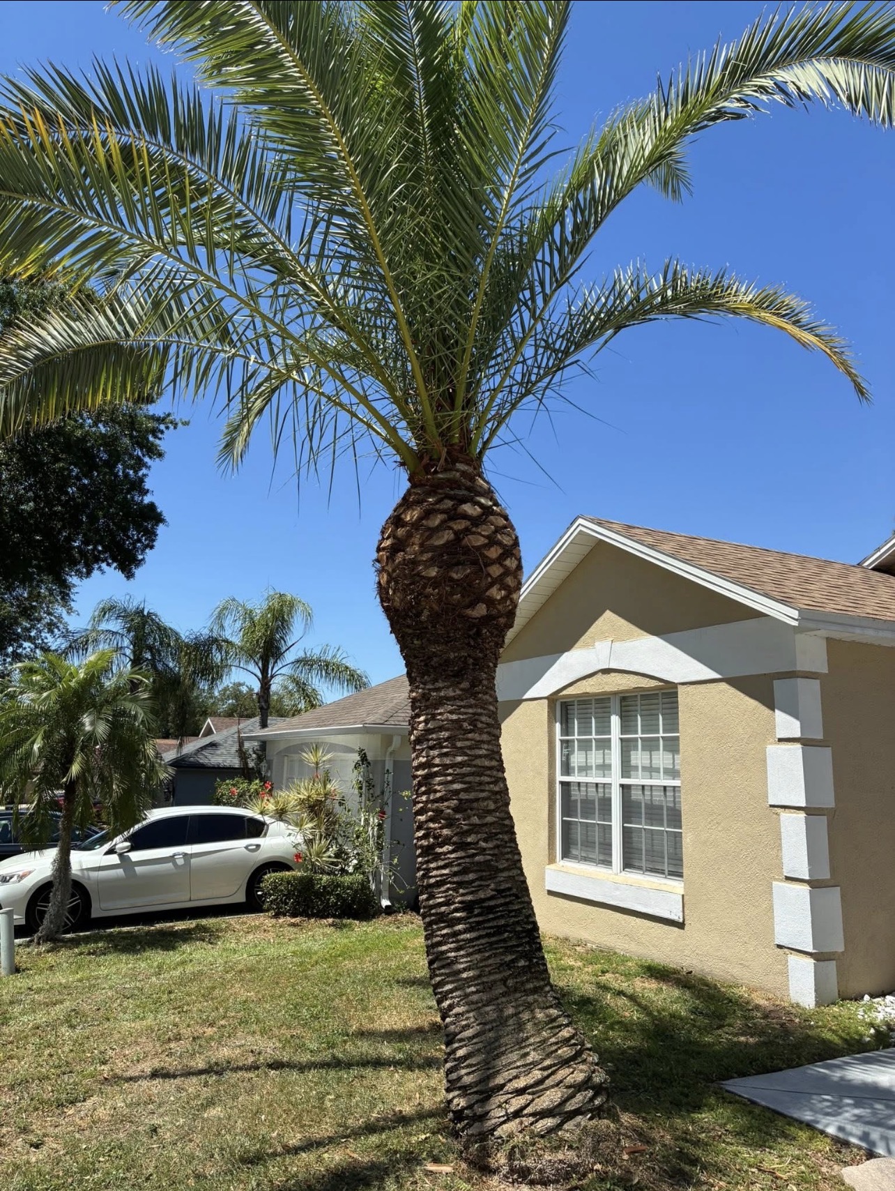 Tree & Palm Trimming